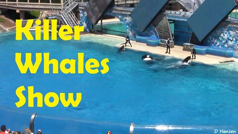 Killer Whales Water Show - Full "Shamu Believe" Show