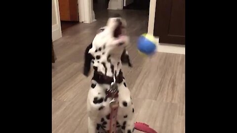 Dalmatian puppy fails in epic fashion while trying to catch a ball