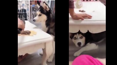 Cutting dogs cake and the dog went inside the table !! Try not to laugh !! Funnt dog reaction!!