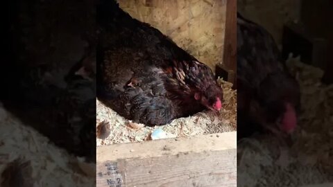 Two Fall Babies Born On The Homestead 🐣 | Partridge Chantecler Chickens