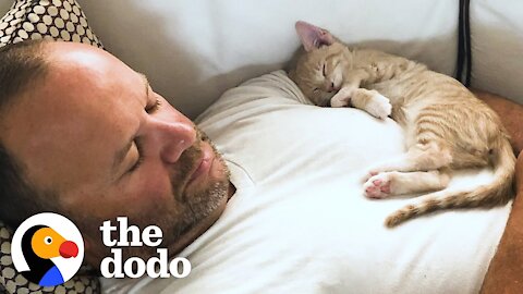 Kitten Becomes Completely Obsessed with His Dad - The Dodo Cat Crazy