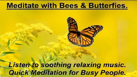 Meditate with Bees and Butterflies.