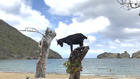 Roosters and Goats in Guadeloupe