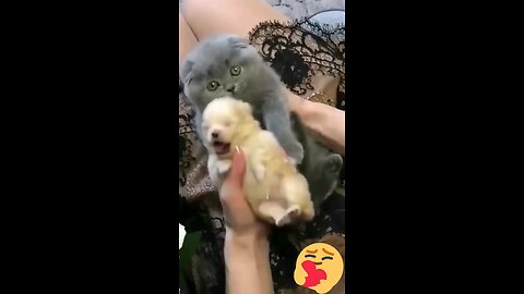 funny animals 🙀😹😸 hey one in a million love 😺😺😺🐈 cute kitten hugs puppy#shorts