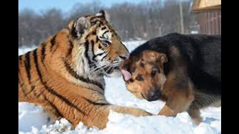 Dog and tiger chat