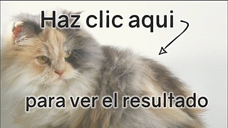 Quiz de gatos: Puntaje más alto