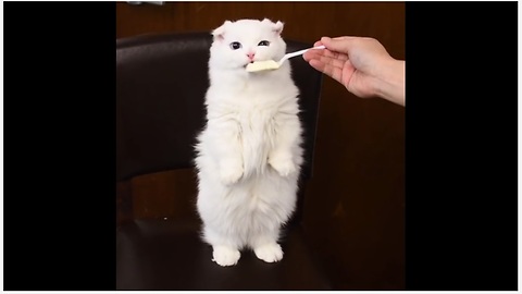 White Fluffy Kitten Is Licking Her Way Through A Spoonful Of Yogurt