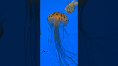 a quick glance about jellyfish