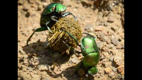 Green dung beetles