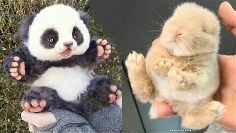 Cute baby animals Videos Compilation cute moment of the animals #5