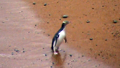 Catching a glimpse of the world's rarest penguin