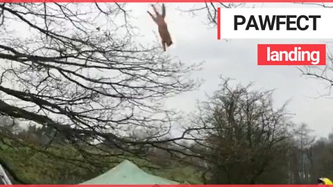 Video Shows Cat Falling From Tree On To Makeshift Trampoline
