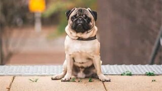 Pug paraplégico ganha cadeira de rodas