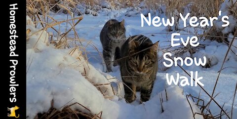 Homestead cats Enjoy nature walk in the snow