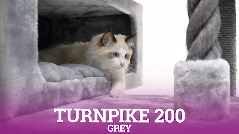 Petrebels cat trees - Turnpike 200 - Grey