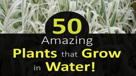 50 Plants That Grow In Water