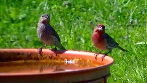 IECV NV #558 - 👀 A Starling And A Couple Of House Finches 5-12-2018