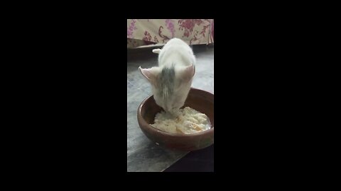 Cute Little Cat Become my Friend 😍 cat feeding 😋