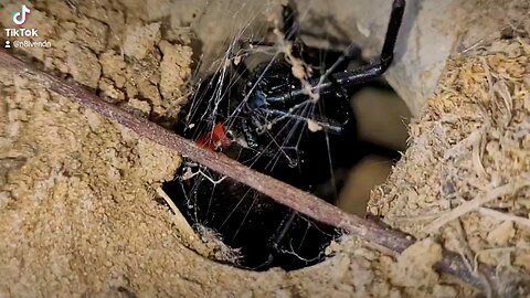 Red Ant Oblivious to Black Widow hiding beneath it - Latrodectus mactans - Oklahoma