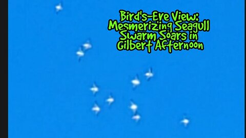 Bird's-Eye View: Mesmerizing Seagull Swarm Soars in Gilbert Afternoon