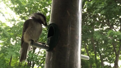 Just birds at the feeders