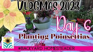 Planting Poinsettias come join me | VLOGMAS DAY 6