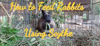 How to Feed Rabbits Using Scythe