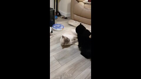 Cat Best Friends Take Part In Epic Wrestlemania Match