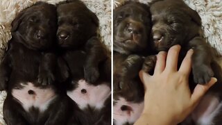 Labrador Puppies Adorably Nap Together