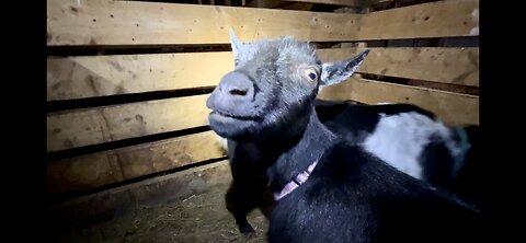 Licorice the goat is acting weird! Putting up fence part 2 - infinity!