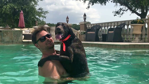 Happy German Short Haired Pointer GSP Loves to Play in the Pool With Family