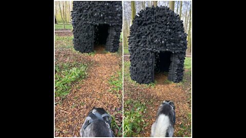Smart husky's secret hideout