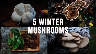 5 Winter Mushrooms. Autumn Fall Foraging, and Cooking Edible and Medicinal Mushrooms How to Fornite