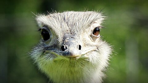 OSTRICH - Animals For Kids - Know The Animal