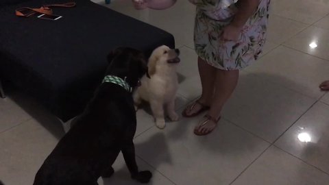 Clever puppy hides underneath couch from bigger dog