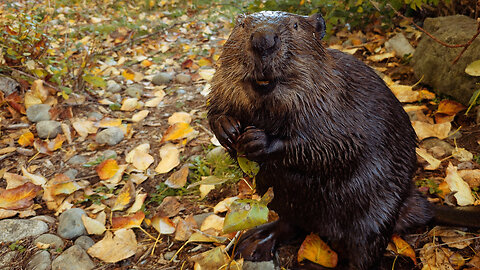 Beaver Walking On Land For Food Encounter