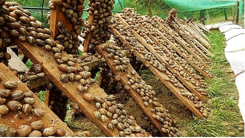 Amazing Snail Farm Technology 🐌 - Snail Harvest and Processing - Products of Snail Snail caviar