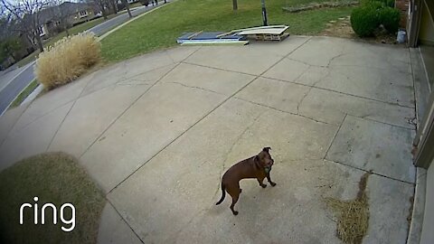 Little Girl Crosses Paths With A Bobcat & Dad Forgets Dog Outside and then this HAPPENED!