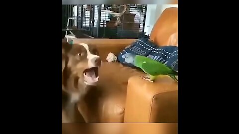 Dog and parrot battle