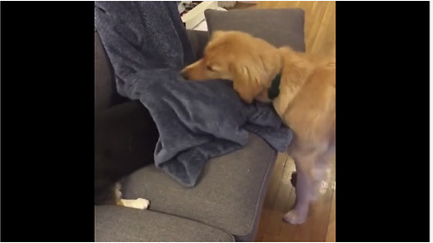 Corgi uses camouflage sneak attack against bigger dog