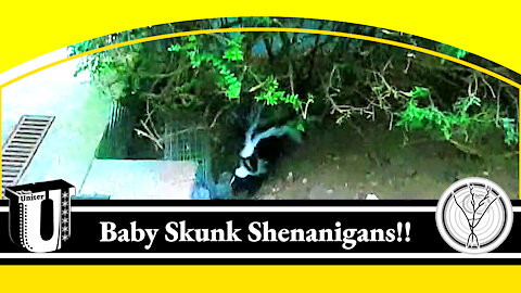 Baby Skunk Shenanigans