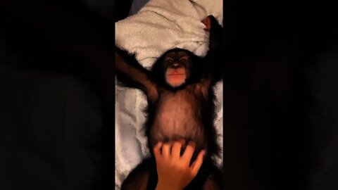 Carinho no Chimpanzé 🥰🙈😻 #shorts