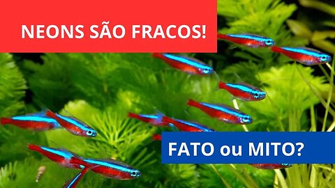 🔥 Neons São Fracos - Morrem do Nada - Fato ou Mito? [CORTES]