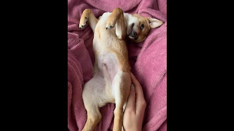 My Cute Puppy Doing An Adult Things- Laughter Is Guaranteed!