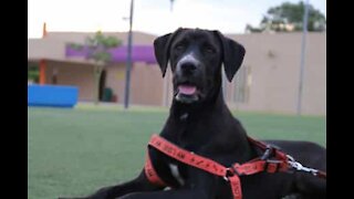 Ce chien sait comment réclamer un biscuit