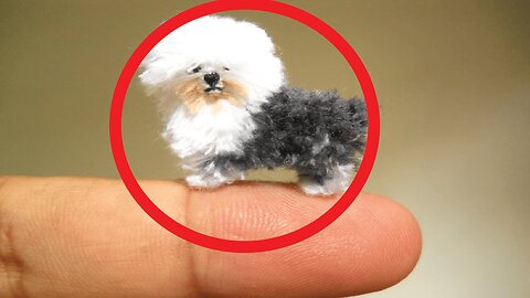 10 World's Smallest and Cutest Dog breeds