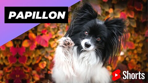 Papillon 🐶 One Of The Most Intelligent Dog Breeds In The World #shorts