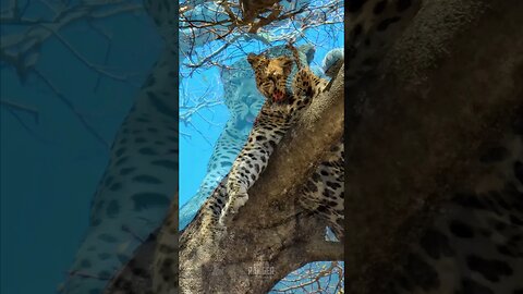 Leopard Chilling In A Tree With A Kill #shorts | #ShortsAfrica
