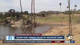 Animals at Safari Park killed by mountain lions