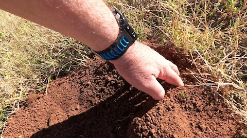 Digging Up Mole Hills by Hand. What's Down There?